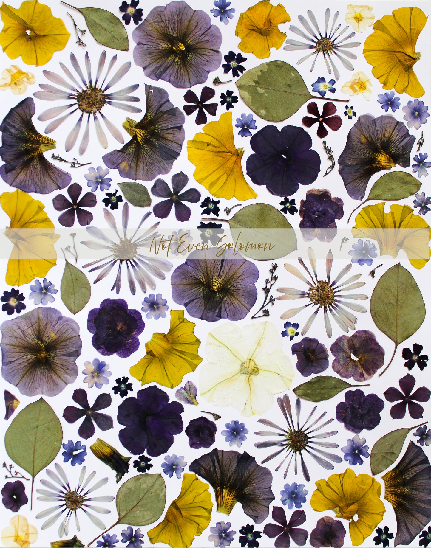 "CADENCE" FINE ART PRINT