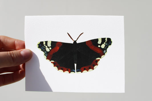 "RED ADMIRAL" GREETING CARD